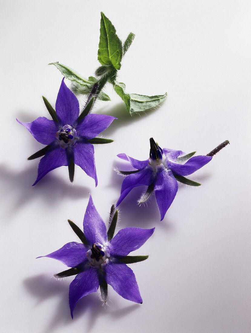 Borage flowers (Borago officinalis), blue