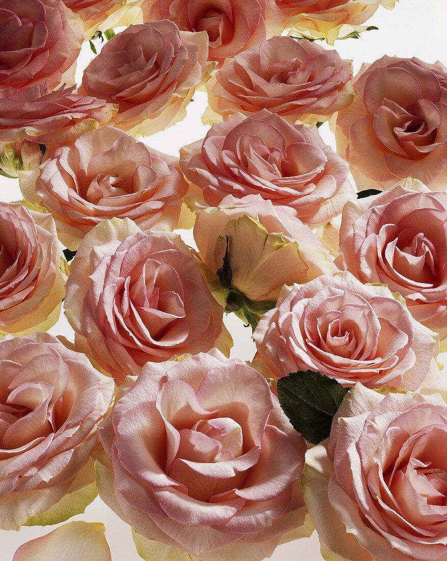 Pink roses (Rosa spp.)