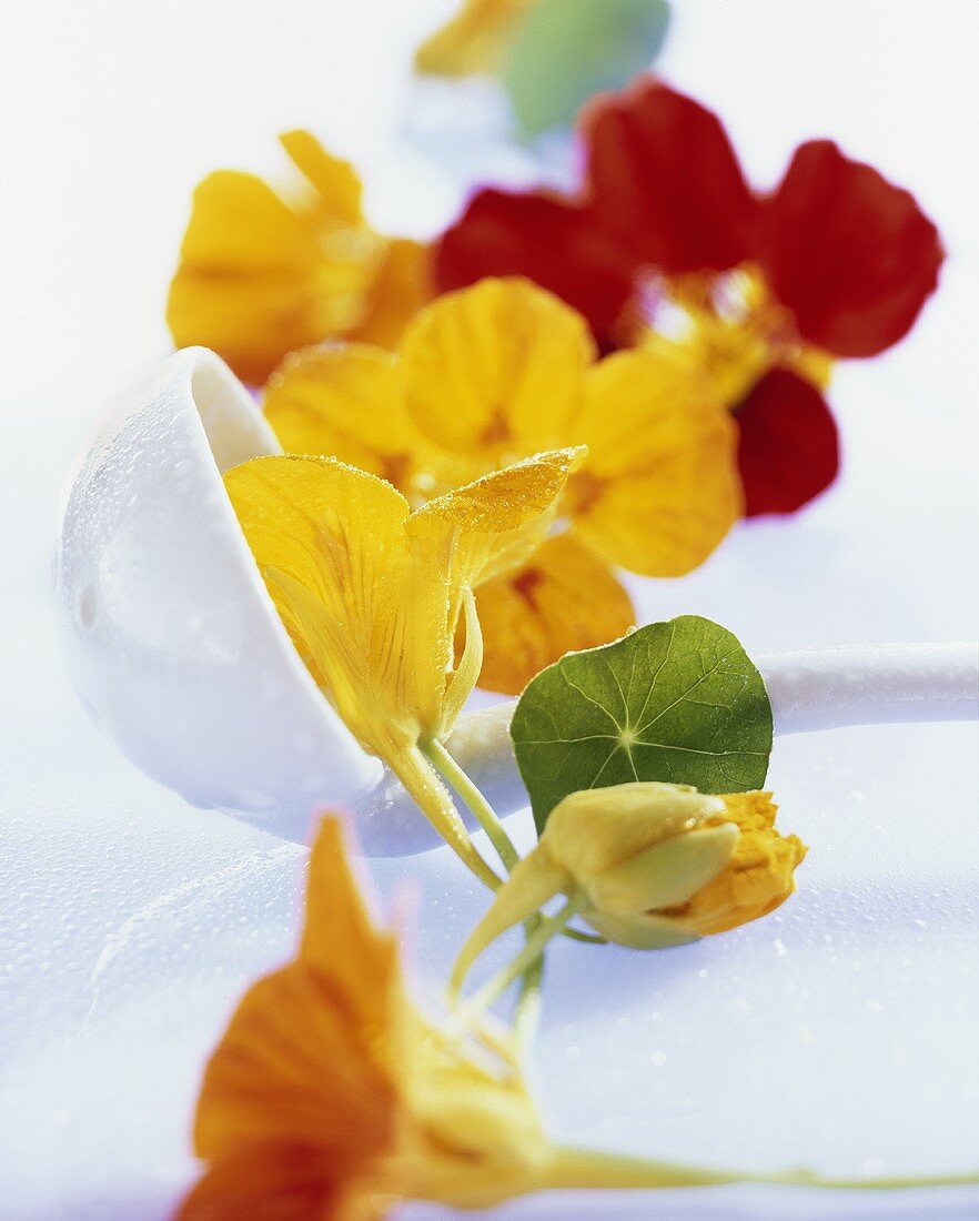 Kapuzinerkresse (Tropaeolum majus), gelbe und rote Blüten