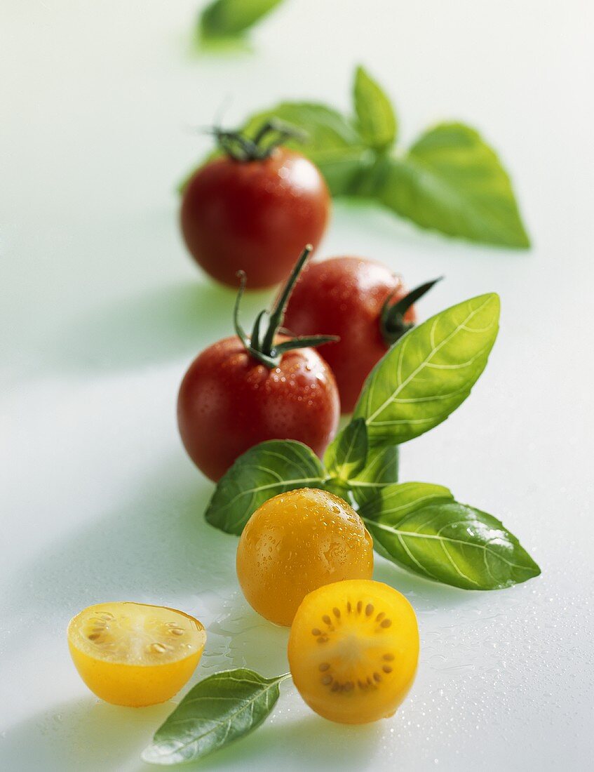 Gelbe und rote Kirschtomaten mit Basilikum