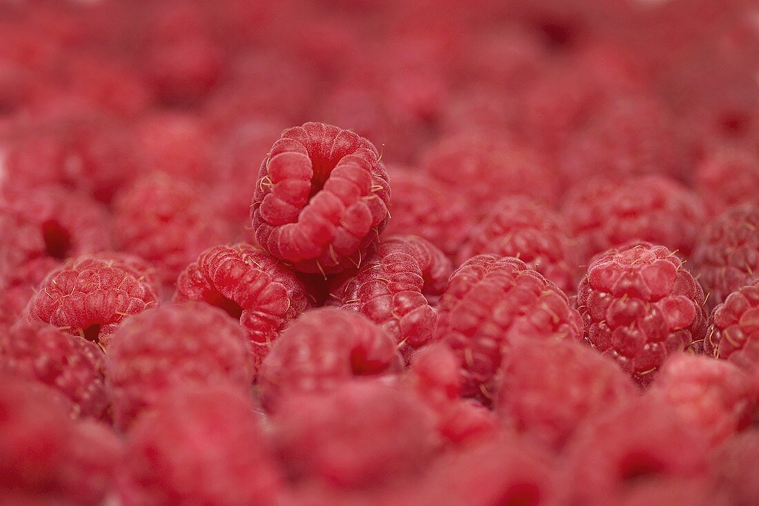 Lots of raspberries