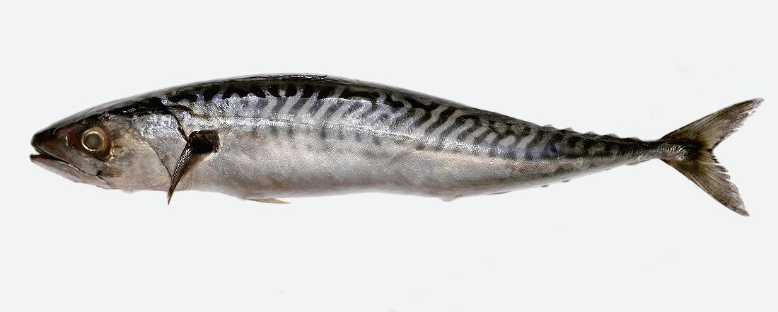 A mackerel