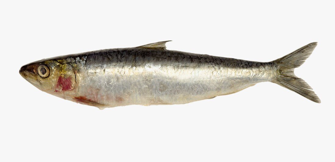 A sardine