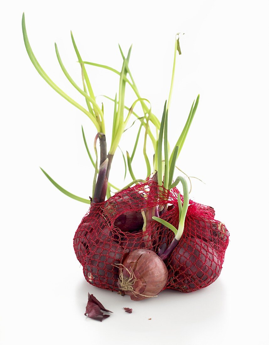 Red onions (with shoots) in net