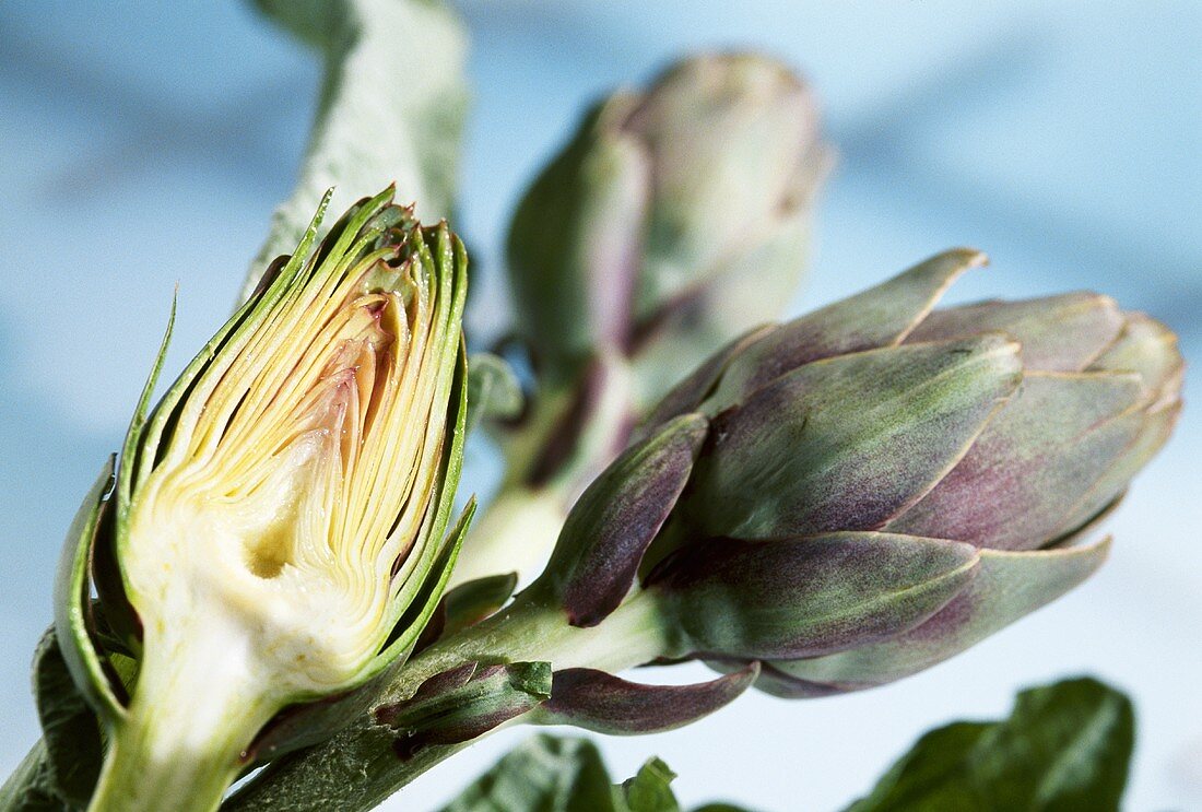 Artichokes in the open air