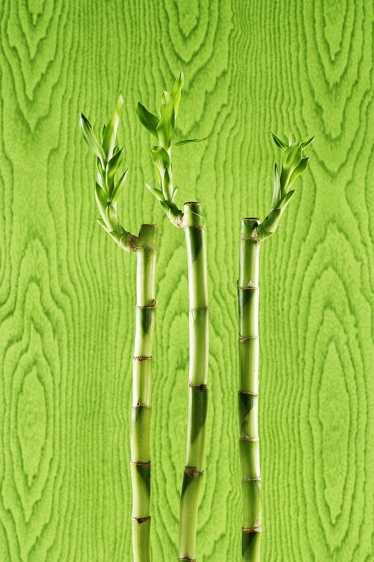 Bambus vor grünem Holzhintergrund