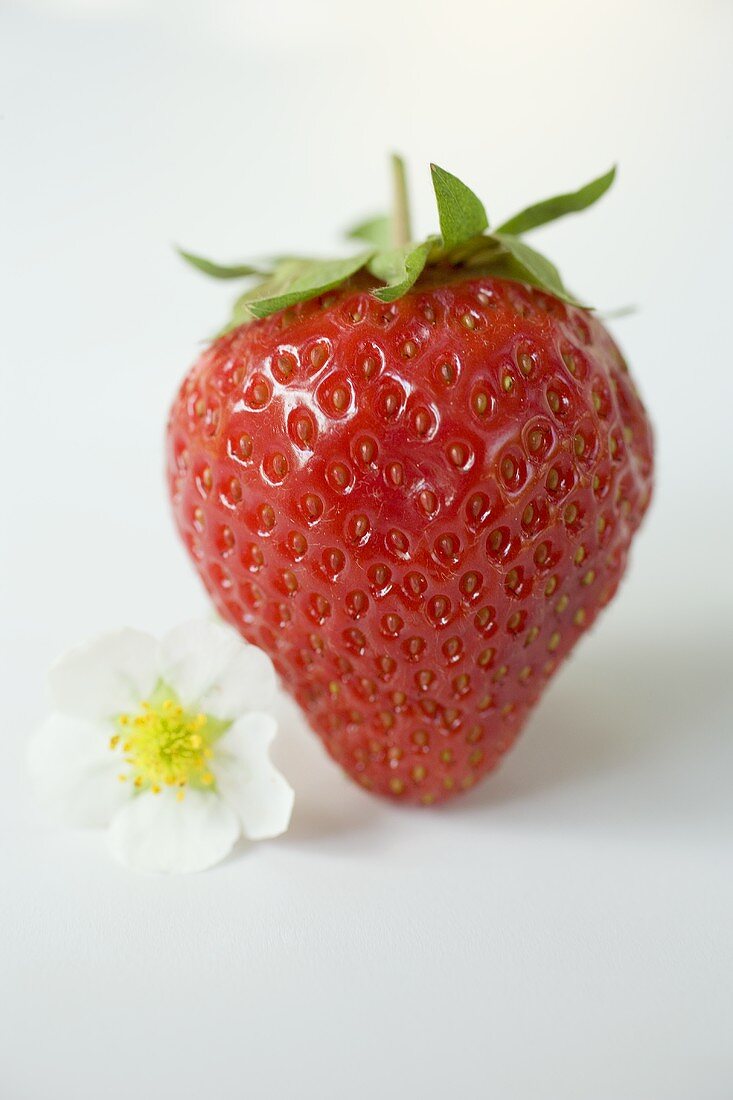 Eine Erdbeere mit Blüte