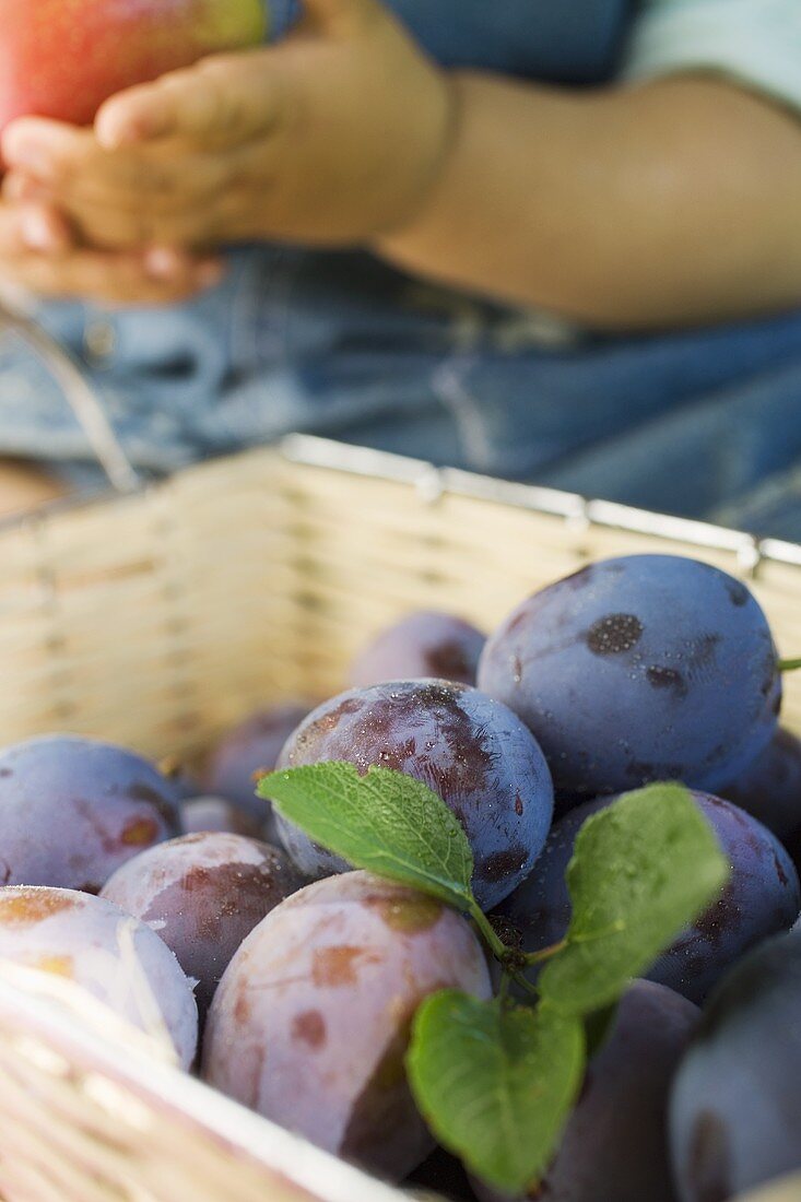 Fresh plums in a basket, child in background