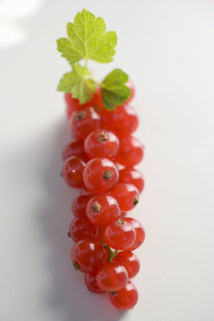 Rote Johannisbeeren mit Blättern