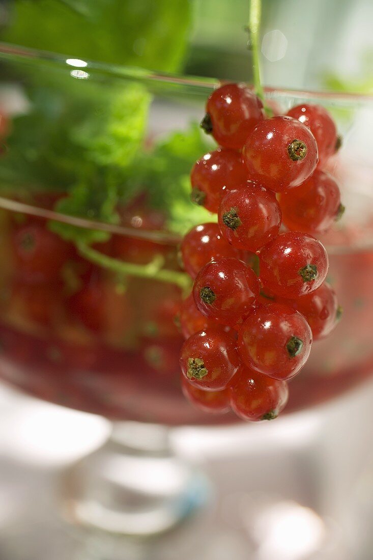 Redcurrants with leaves in glass bowl