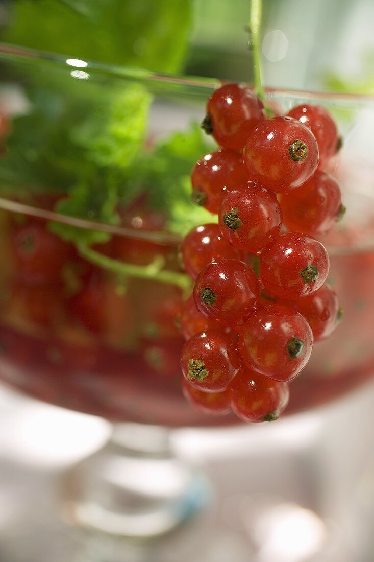 Rote Johannisbeeren mit Blättern in Glasschale