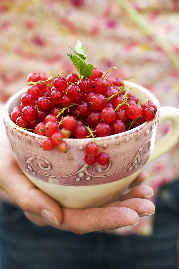 Hand hält Schale mit roten Johannisbeeren