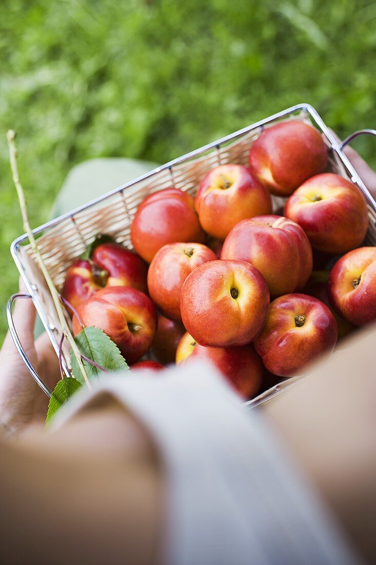 Person holding basket of fresh nectarines (overhead view)