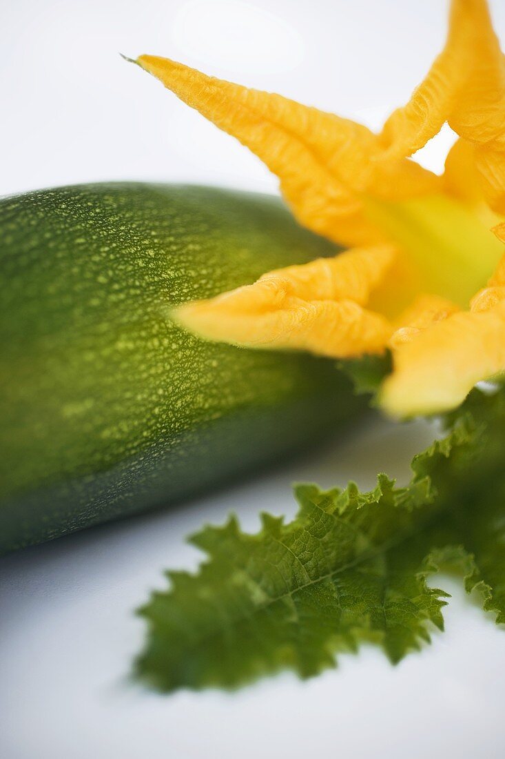 Zucchini, Zucchiniblüte und Blatt