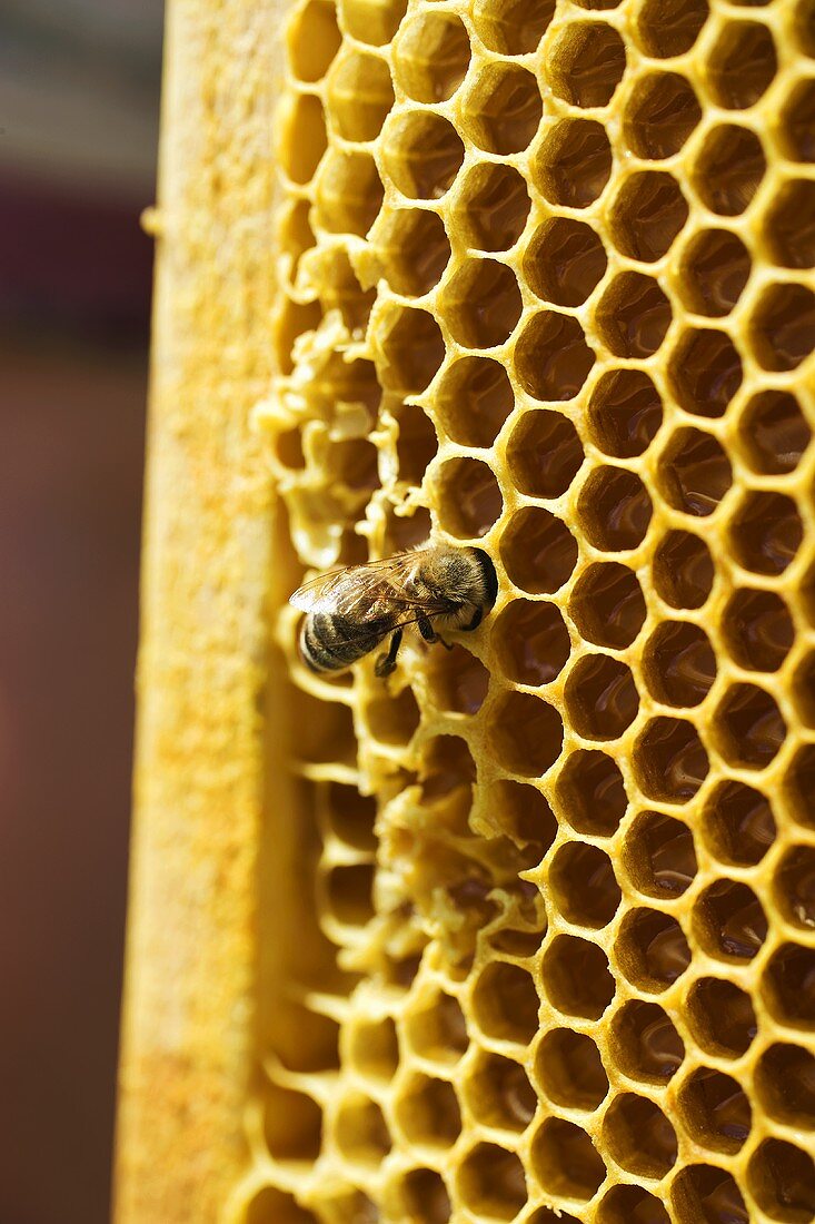 Honeycomb with bee
