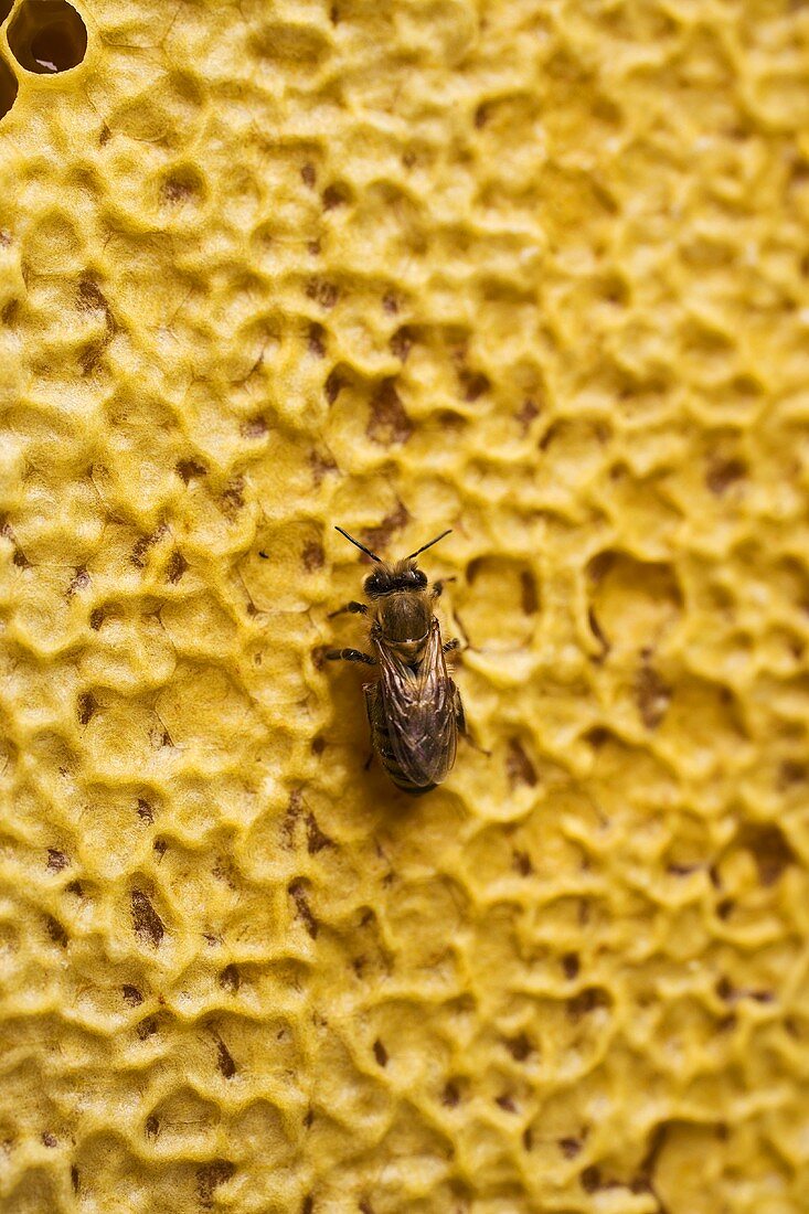Biene auf Honigwabe