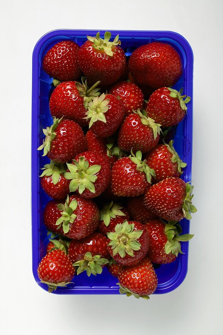 Frische Erdbeeren in blauer Plastikschale (Draufsicht)