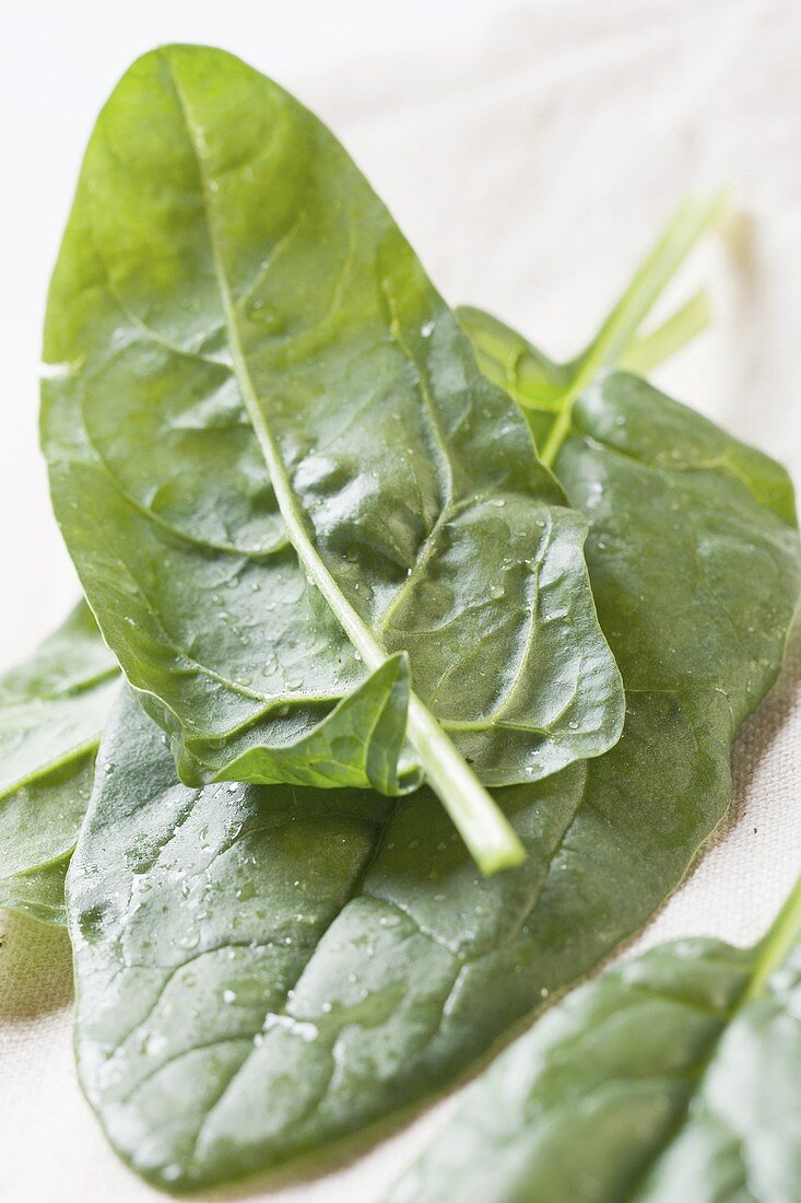 Fresh spinach leaves with drops of water