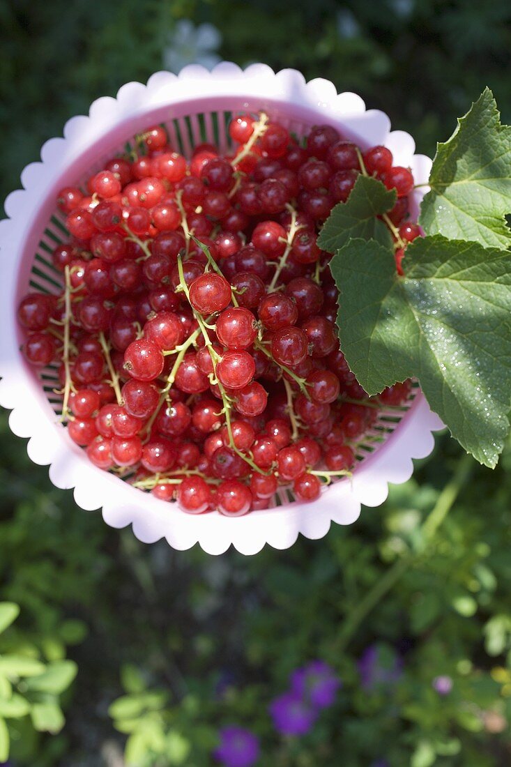Redcurrants in a plastic basket (outdoors)