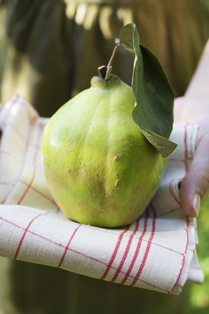 Person holding fresh quince on tea towel