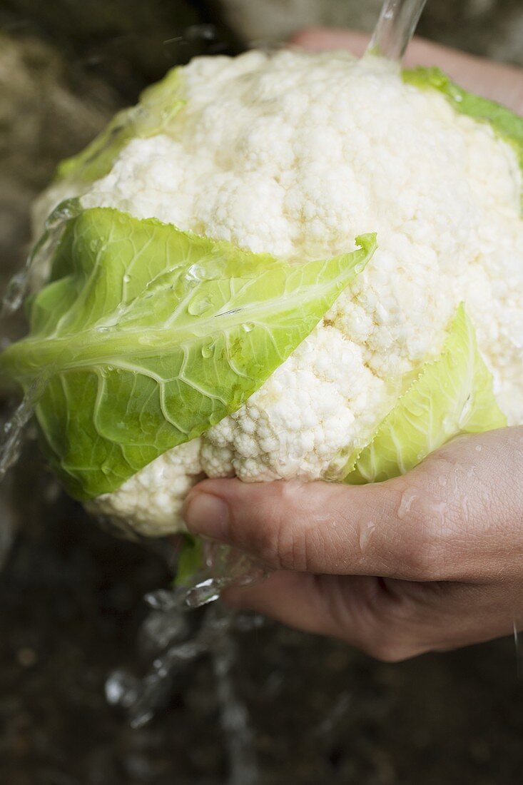 Blumenkohl waschen