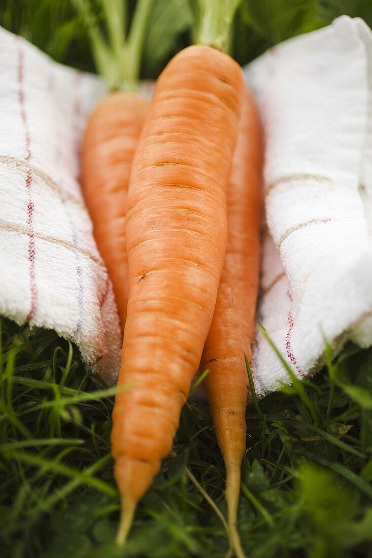 Three carrots on tea towel in grass