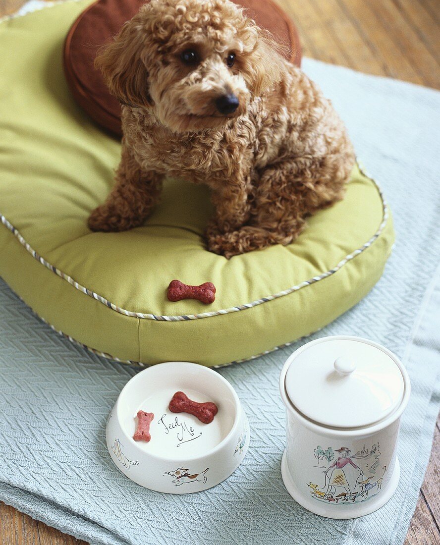 Small dog with doggy snacks