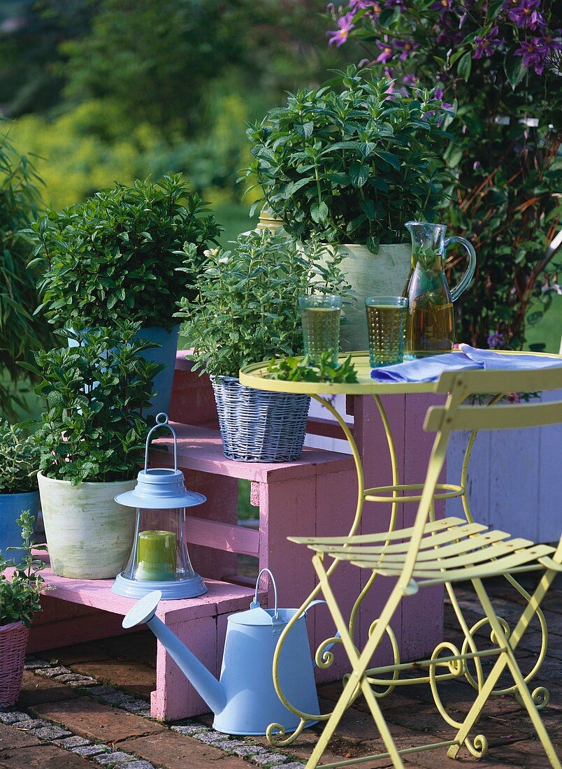 Various types of mint in pots on tiered display in garden