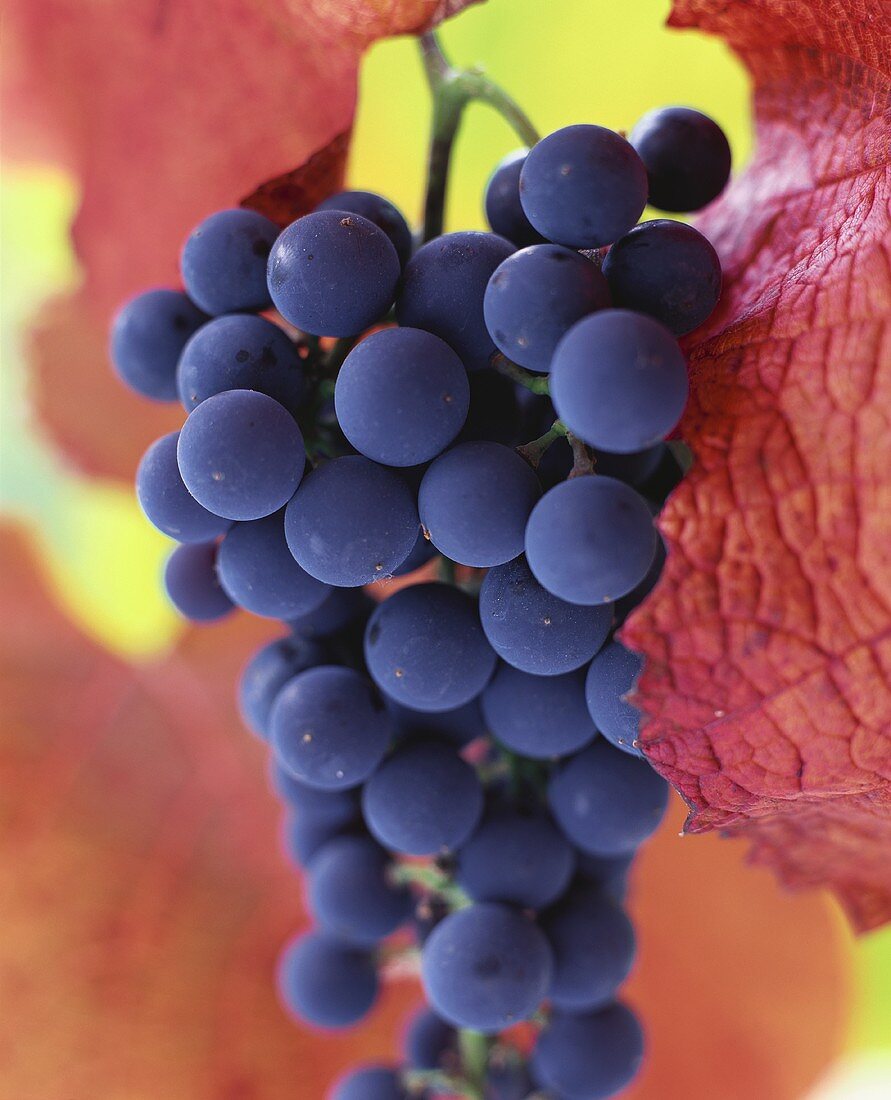 Black grapes among autumn leaves