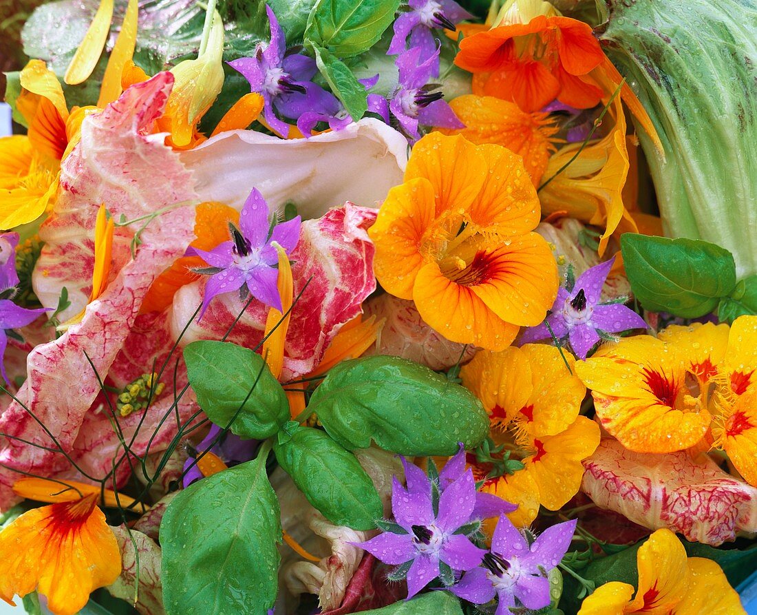 Salad ingredients: nasturtiums, dill, basil and borage