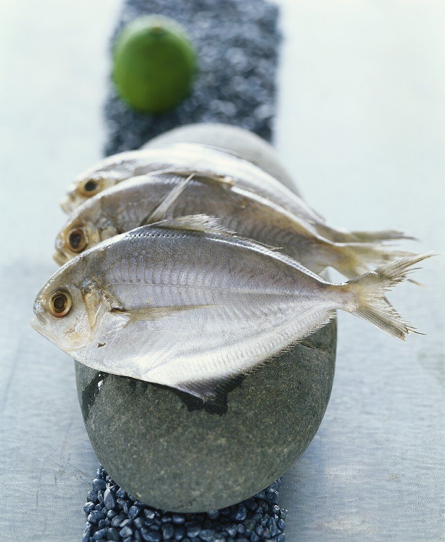 Three butterfish on a stone