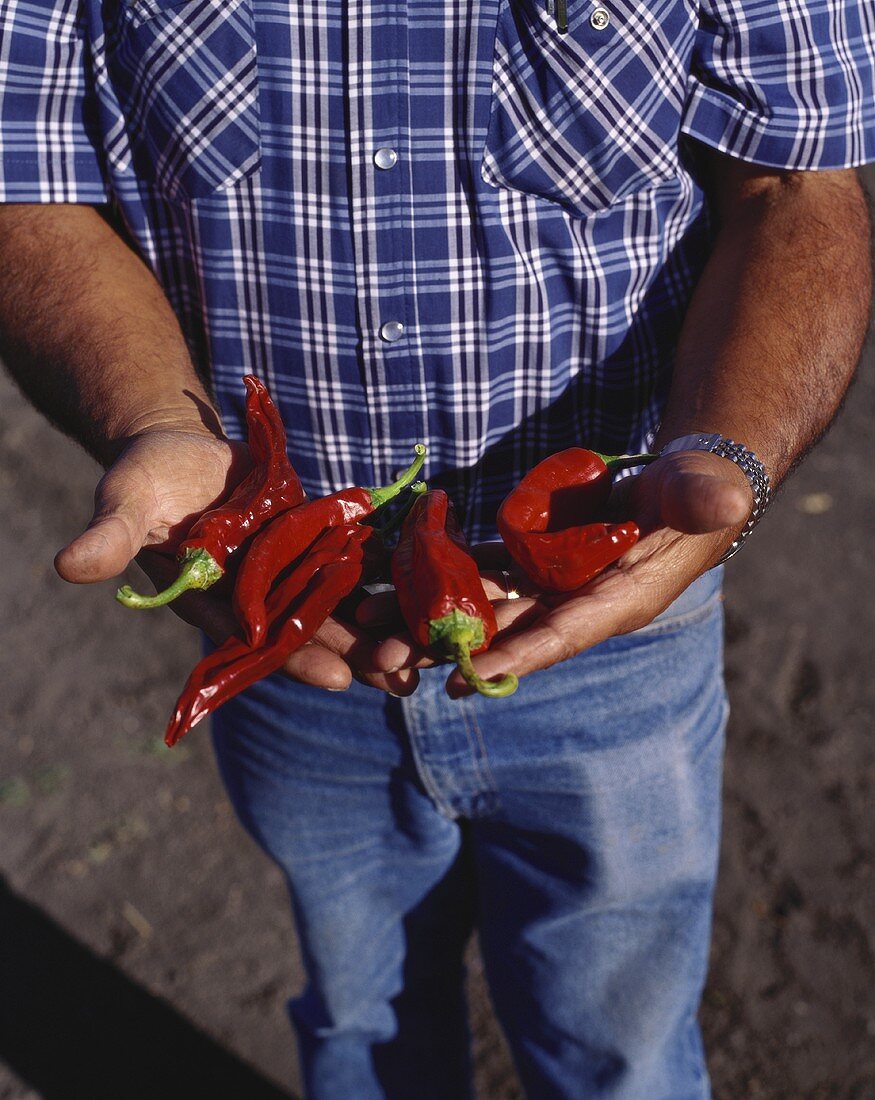 Mann hält frische rote Chilischoten