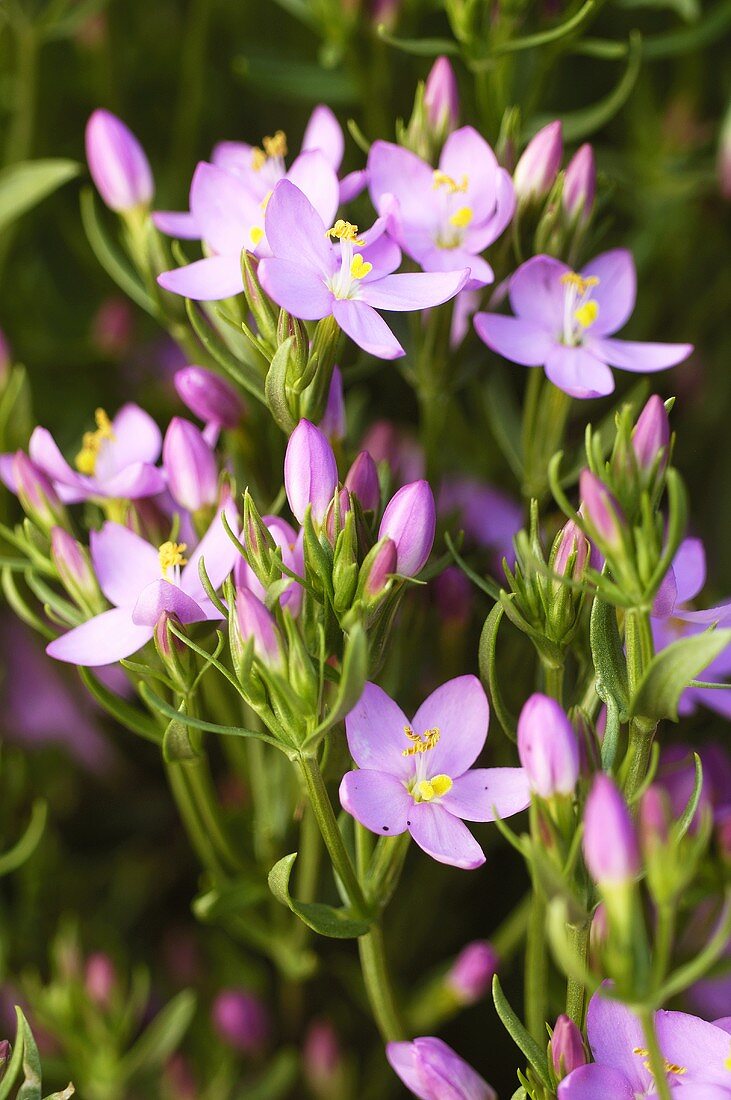 Tausendgüldenkraut mit Blüten