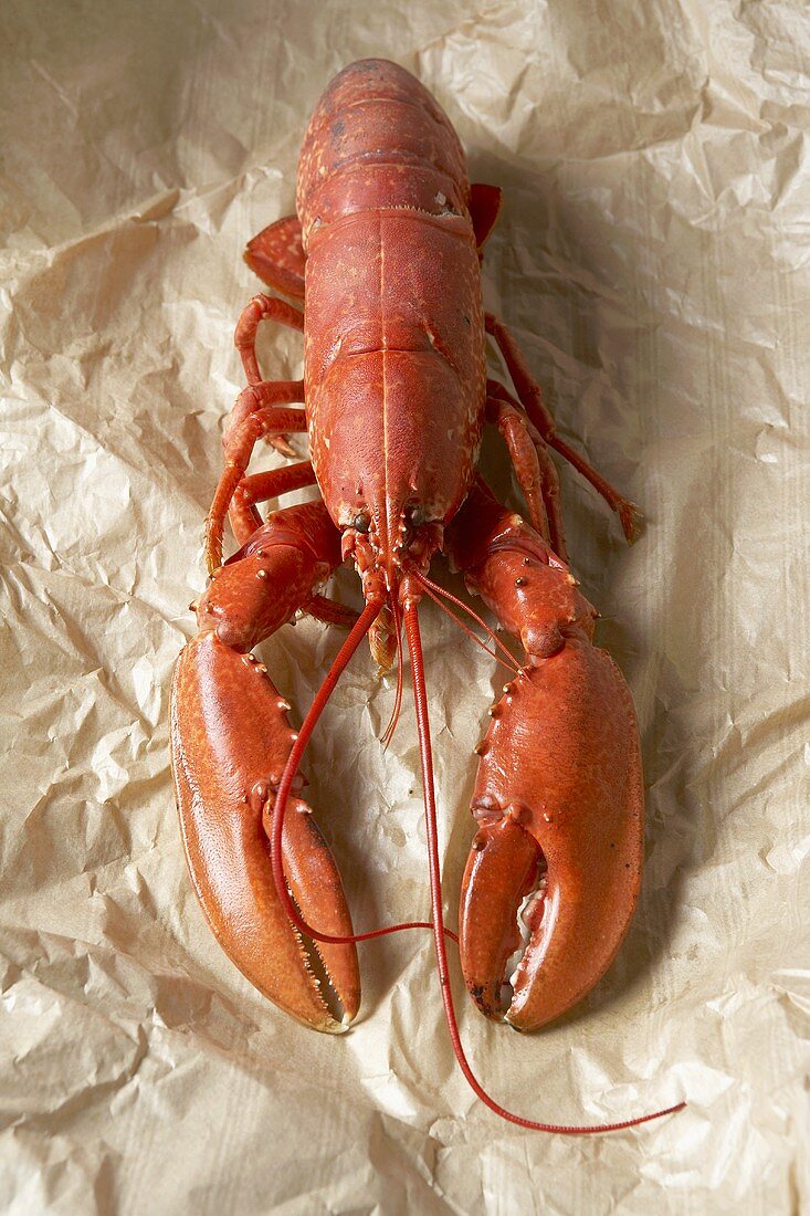 Cooked lobster on paper