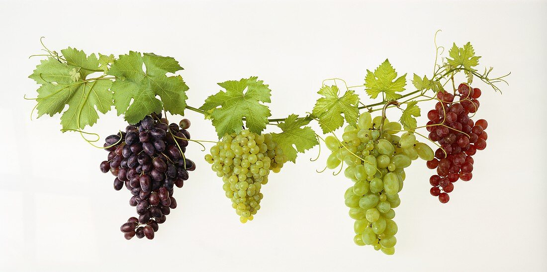 Verschiedene Weintrauben mit Blättern