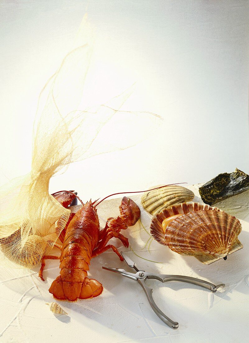 Still life with lobster, lobster claw and scallops