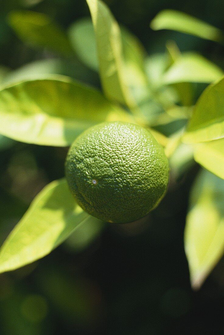 A lime on the tree