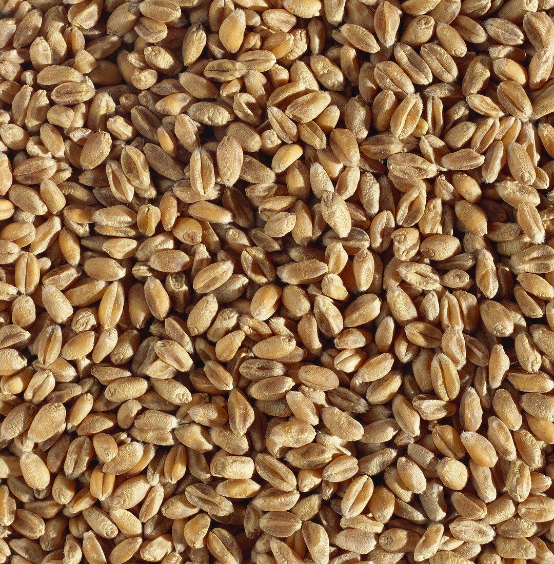 Wheat grains