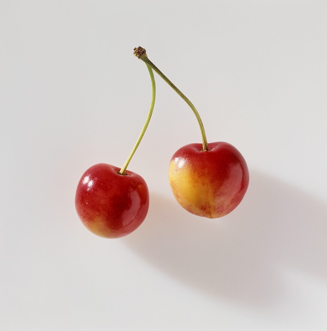 A pair of sweet cherries