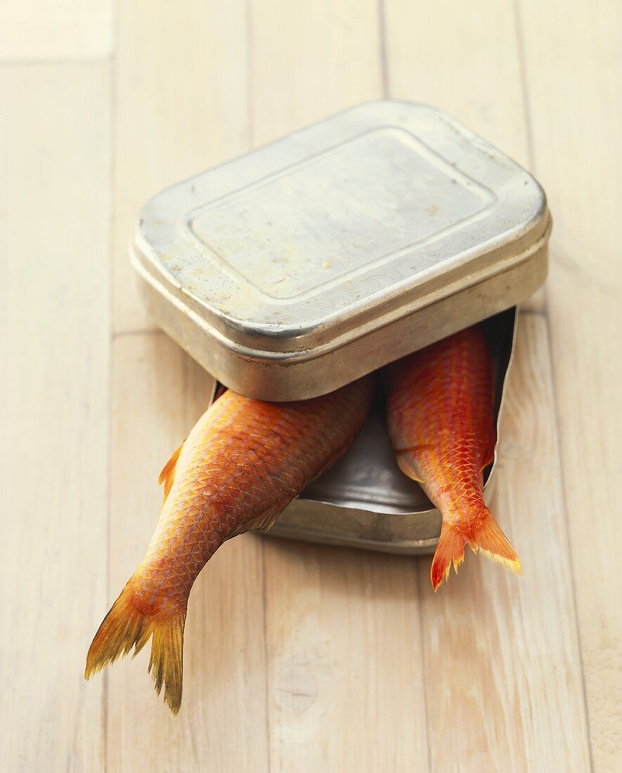 Two red mullet in a tin