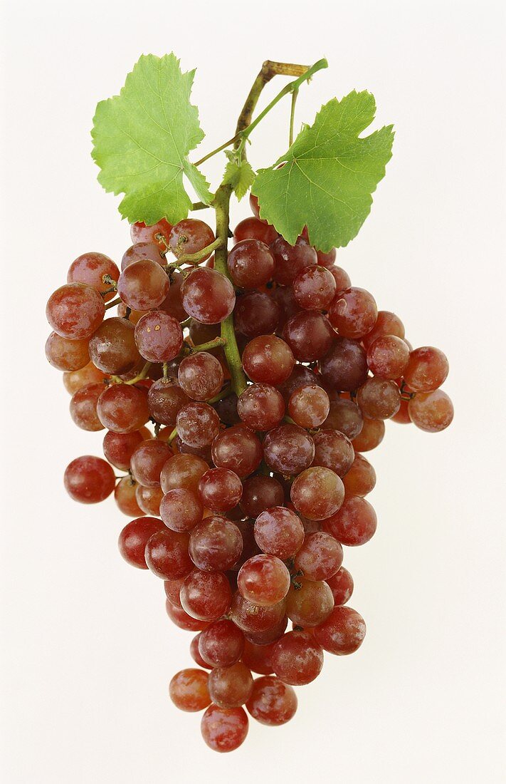 Rosé grapes with leaves