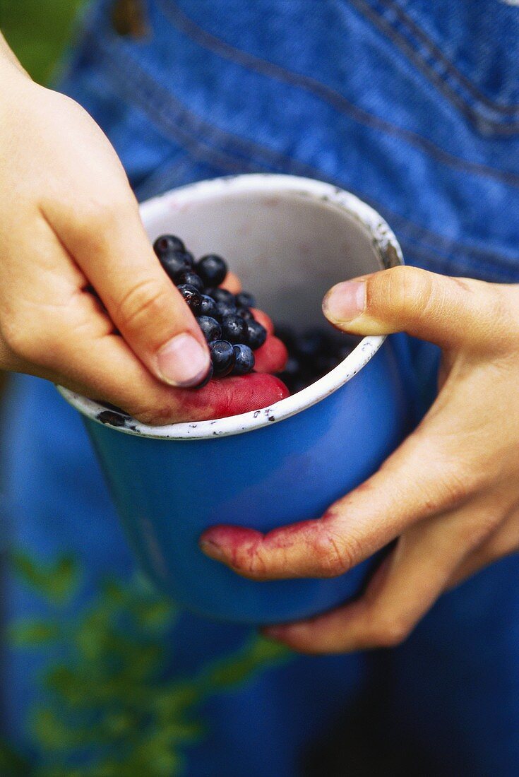 Hands holding beaker of freshly picked blueberries