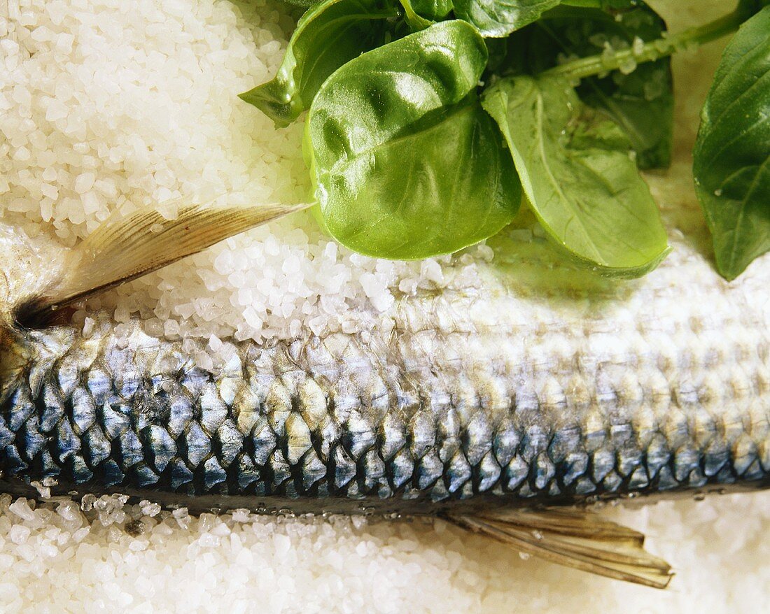 Grey mullet with salt and basil