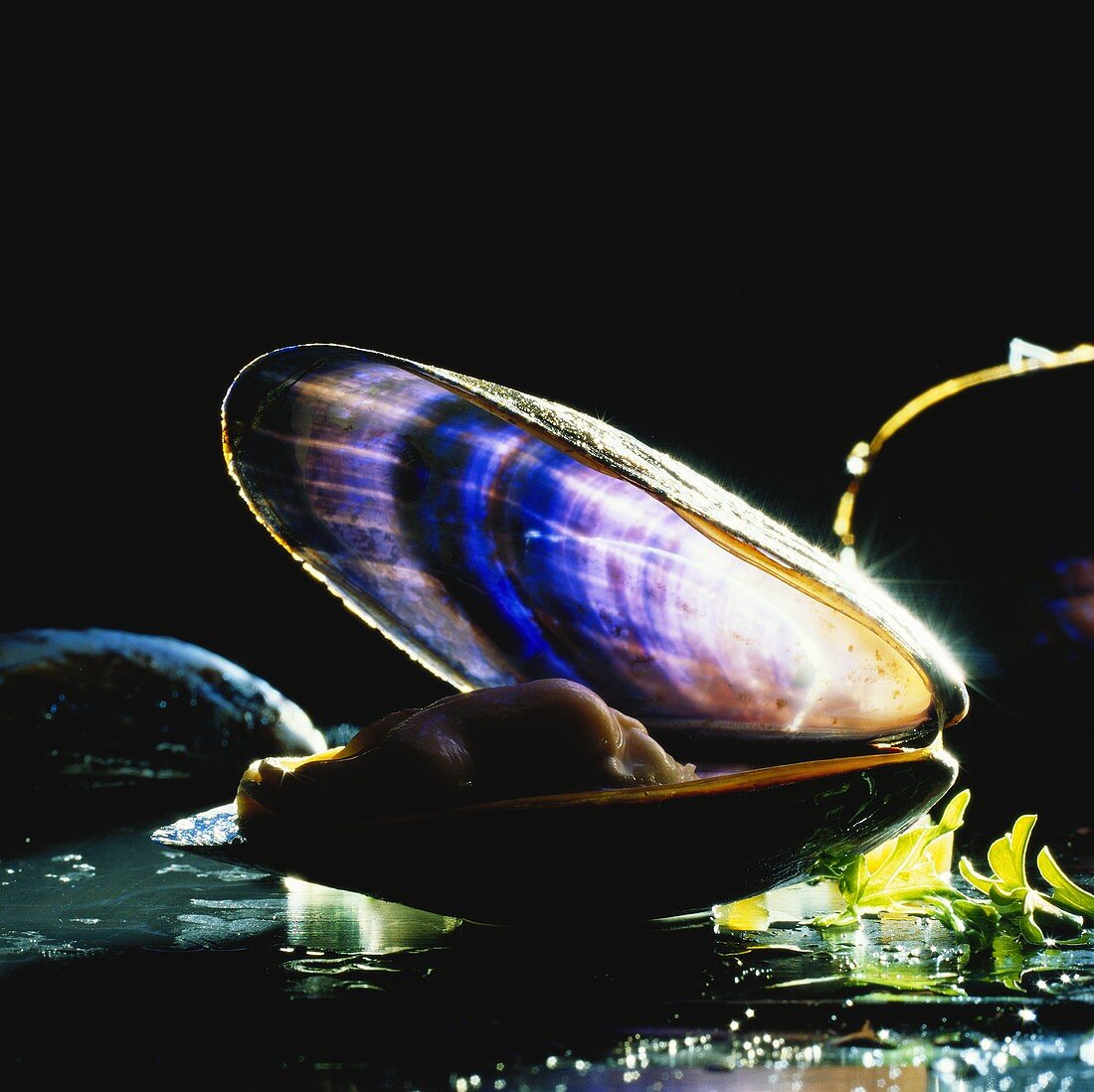 Opened mussel