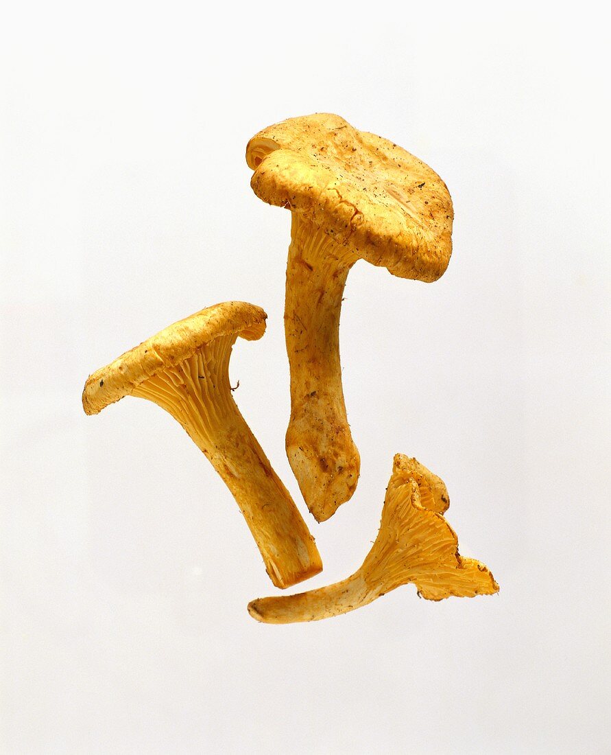 Three chanterelles