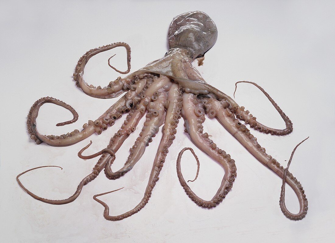 Oktopus