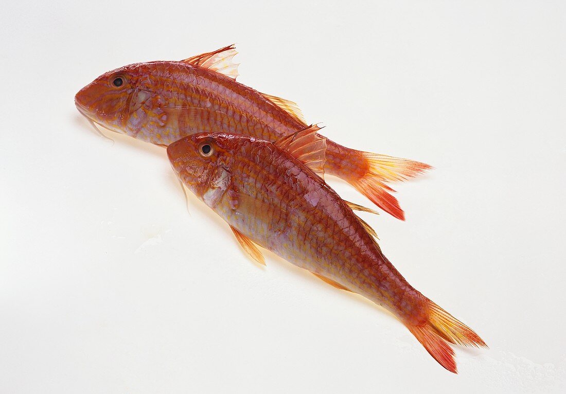 Two red mullet
