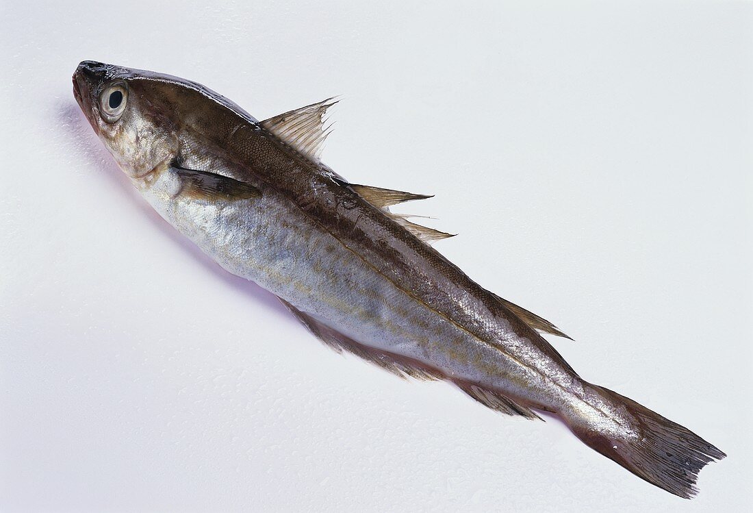 Whiting