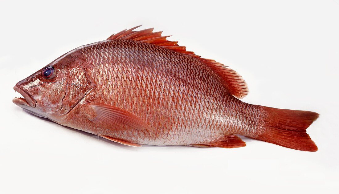 Red Snapper