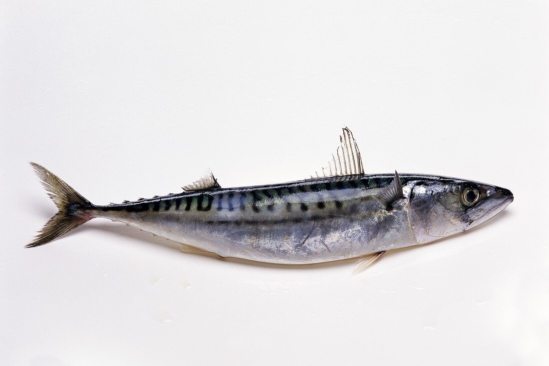 Mackerel